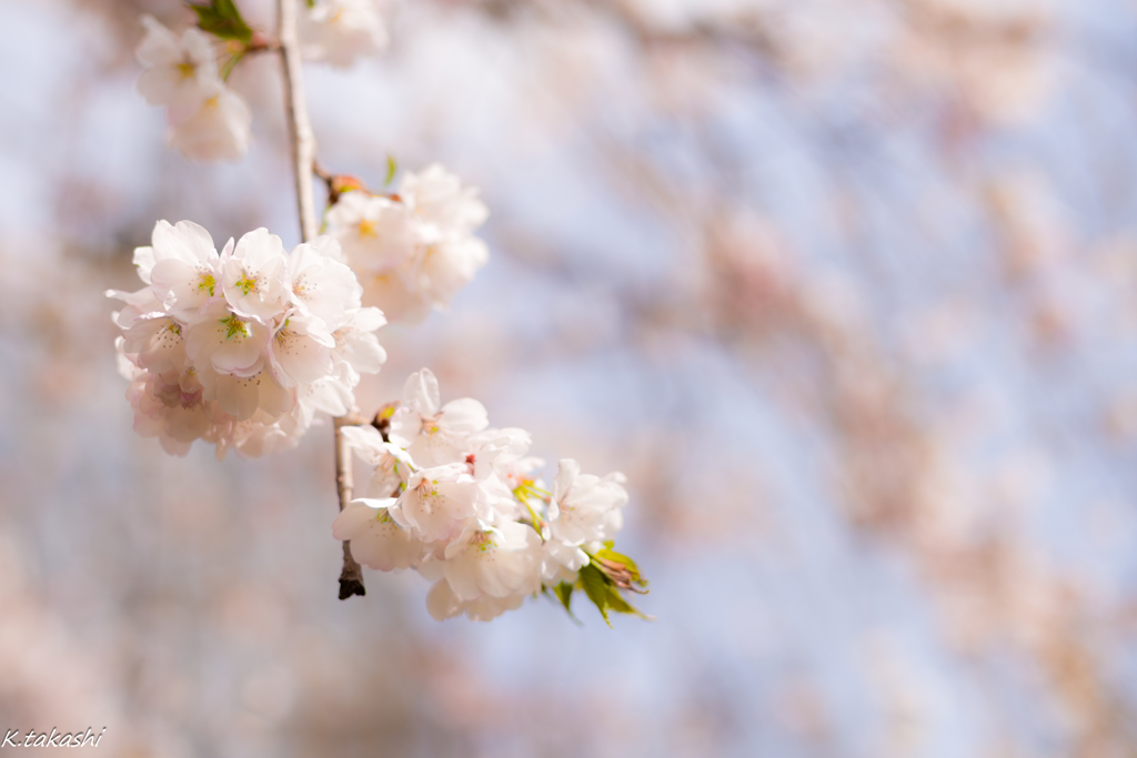 シダレ桜