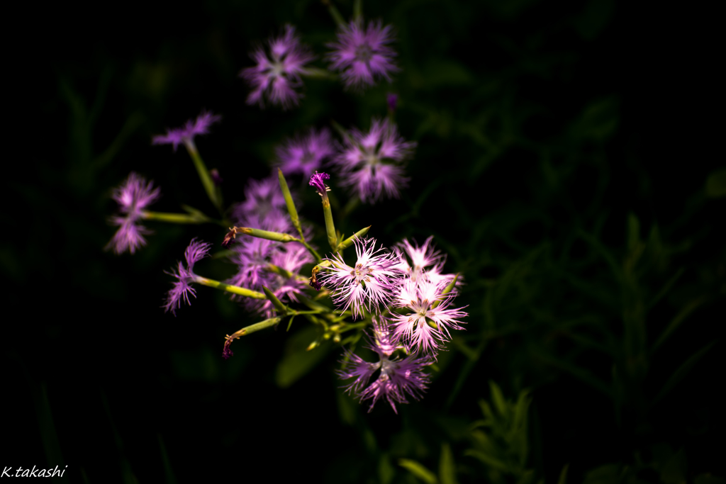 線香花火