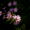線香花火