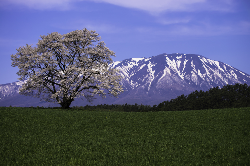 岩手山と一本桜