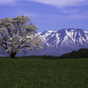 岩手山と一本桜