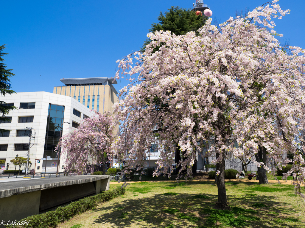 枝垂れ桜