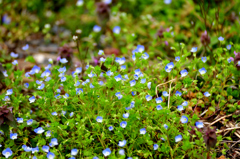 春の野花Ⅱ