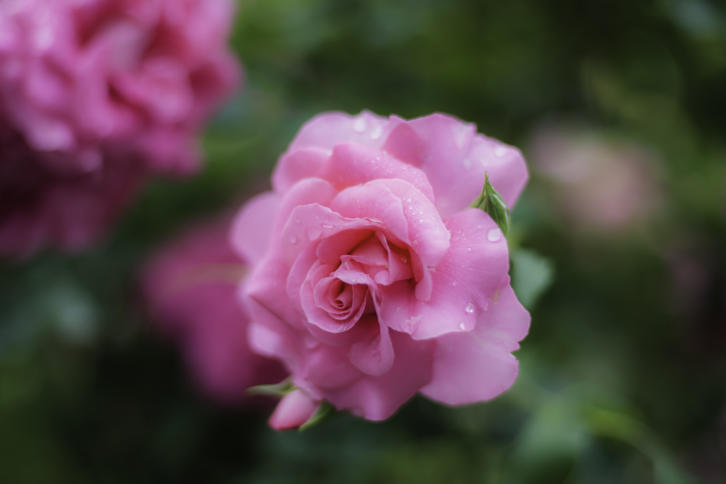 雨に濡れるピンクの薔薇