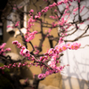 梅の花