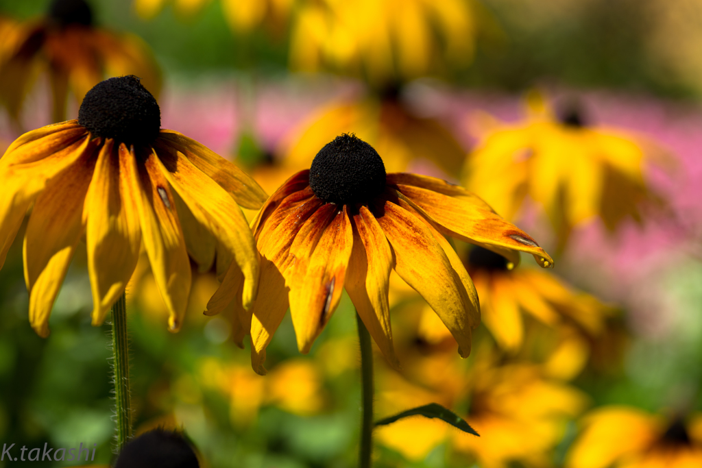 燃え上がる夏の花