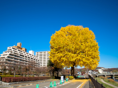 大きな銀杏の木