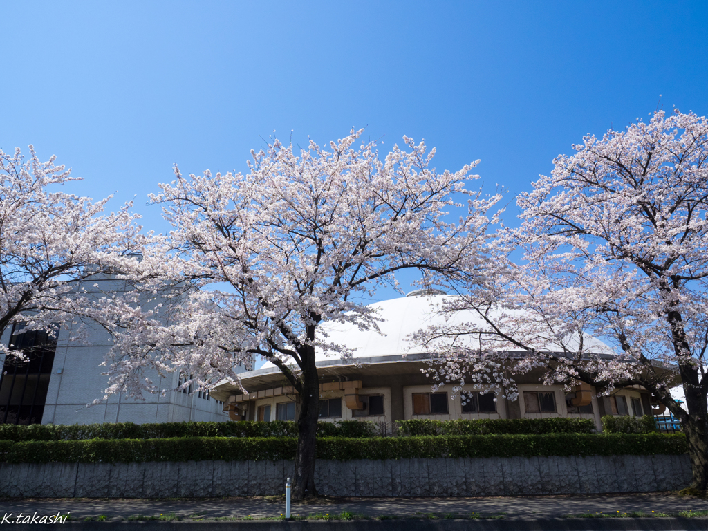 浄水ドームと桜