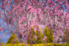 しだれ桜
