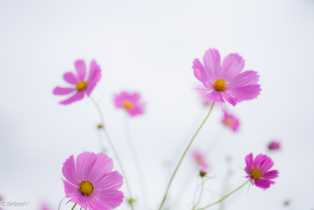 秋桜