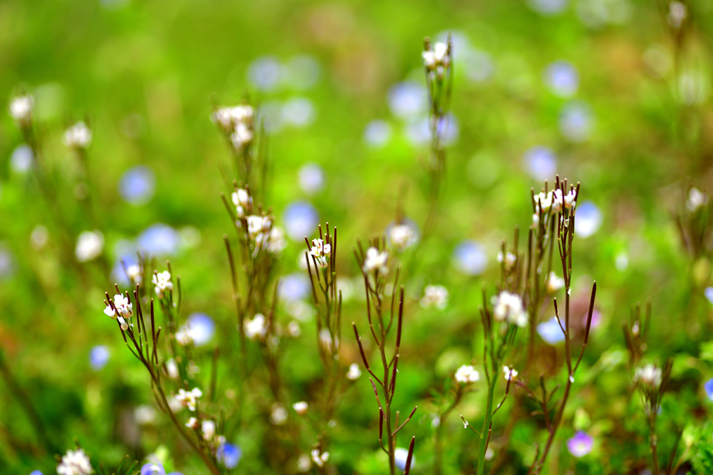 春の野花