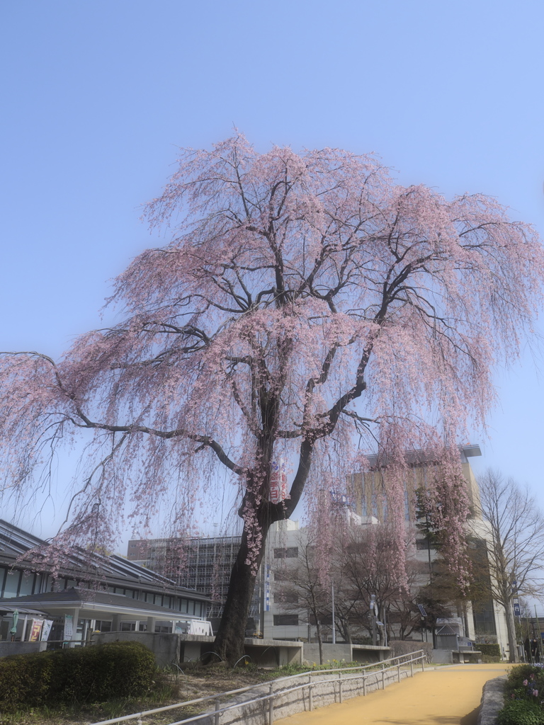 ピンクの花咲く大樹