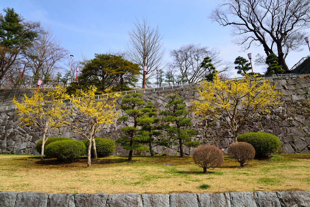 マンサクの花