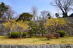 マンサクの花