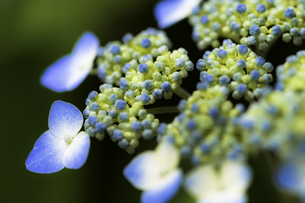 紫陽花の色