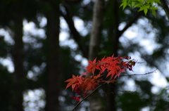 初夏の紅葉