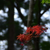 初夏の紅葉