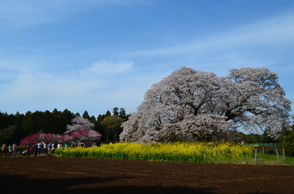 吉高の大桜