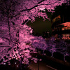 大都会の夜桜
