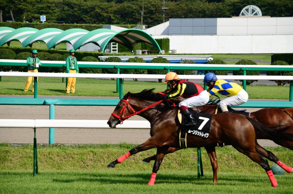 二頭の鬩ぎ合い