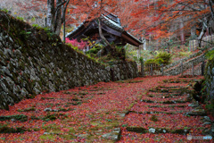 湖東三山百済寺の敷もみじ