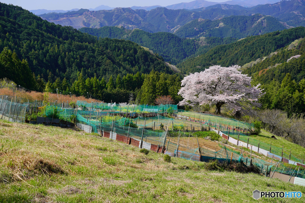 八徳の一本桜