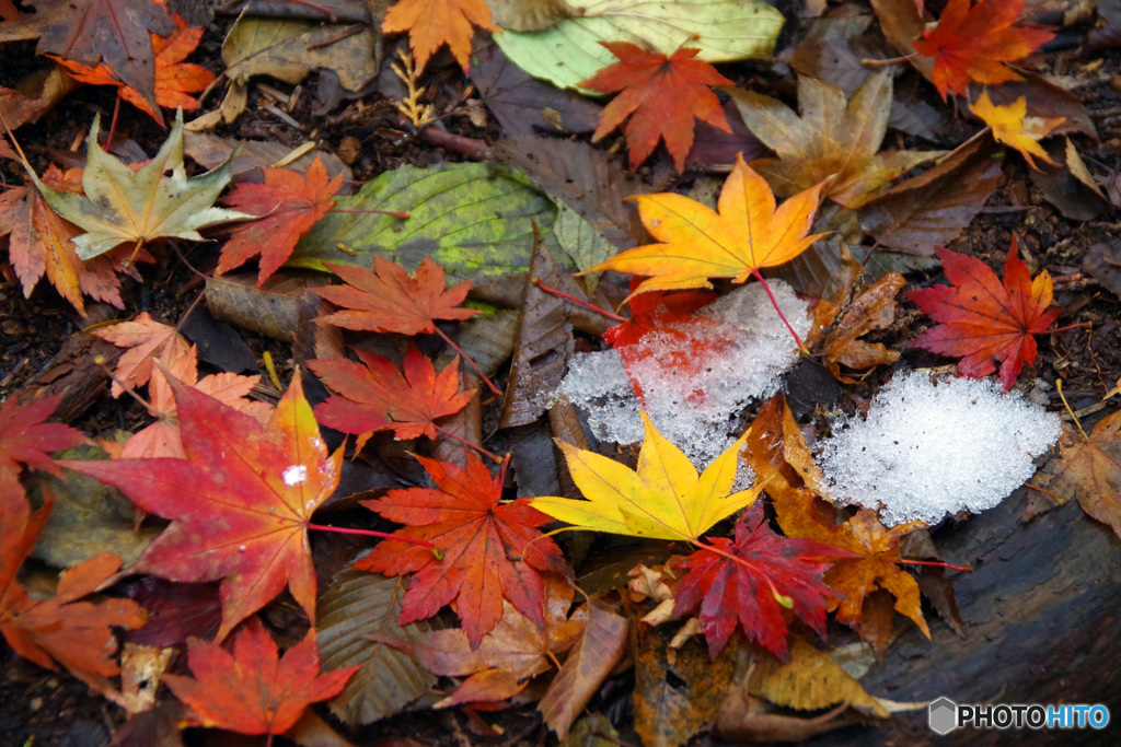 初雪　IMGP1383