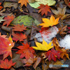 初雪　IMGP1383