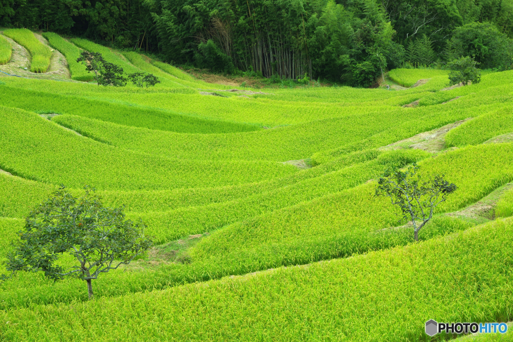 大山千枚田　IMGP8920