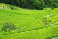 大山千枚田　IMGP8920