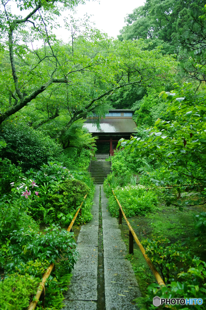 雨の鎌倉　IMGP7207