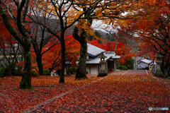 與志漏神社(よしろう) 敷紅葉