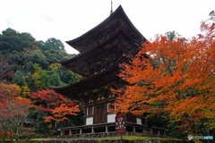 湖東三山 西明寺三重塔