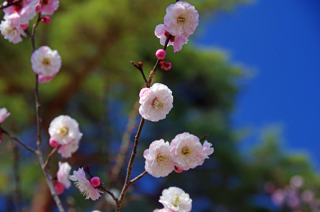 吉野梅郷_20140323_124