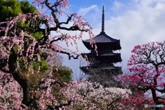 東寺の梅林と五重塔