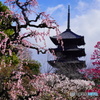 東寺の梅林と五重塔