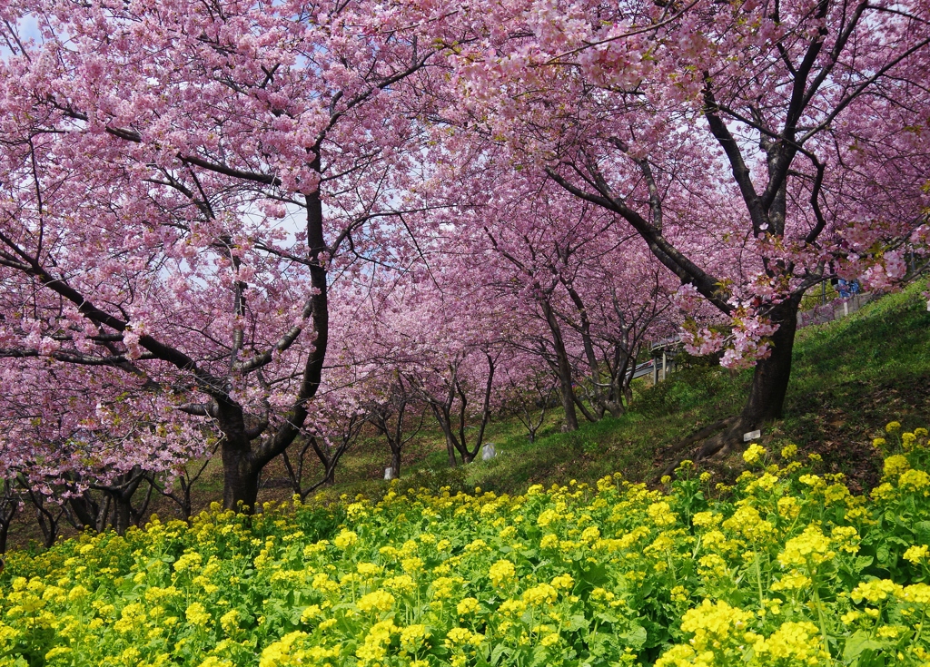 松田山_20140309_040