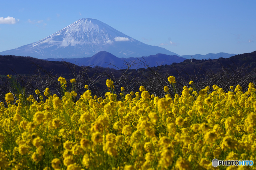 吾妻山公園 富士山と菜の花