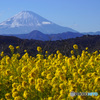吾妻山公園 富士山と菜の花