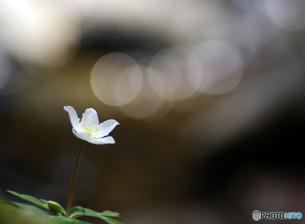 ニリンソウ　IMGP3793
