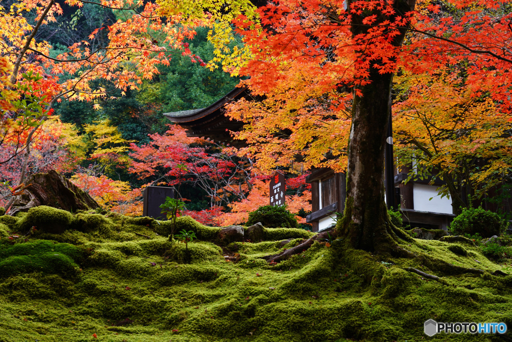 湖東三山 西明寺 苔と紅葉