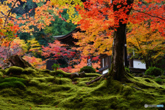 湖東三山 西明寺 苔と紅葉