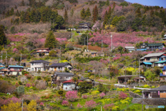 花桃の里