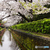 二ヶ領用水桜並木