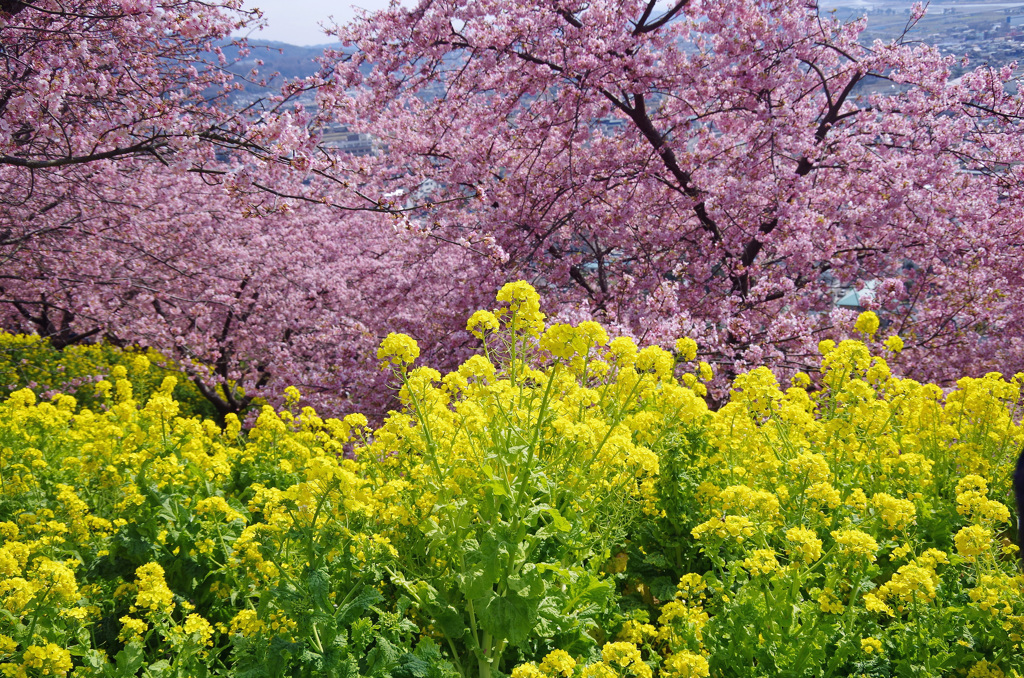 松田山_20140309_286