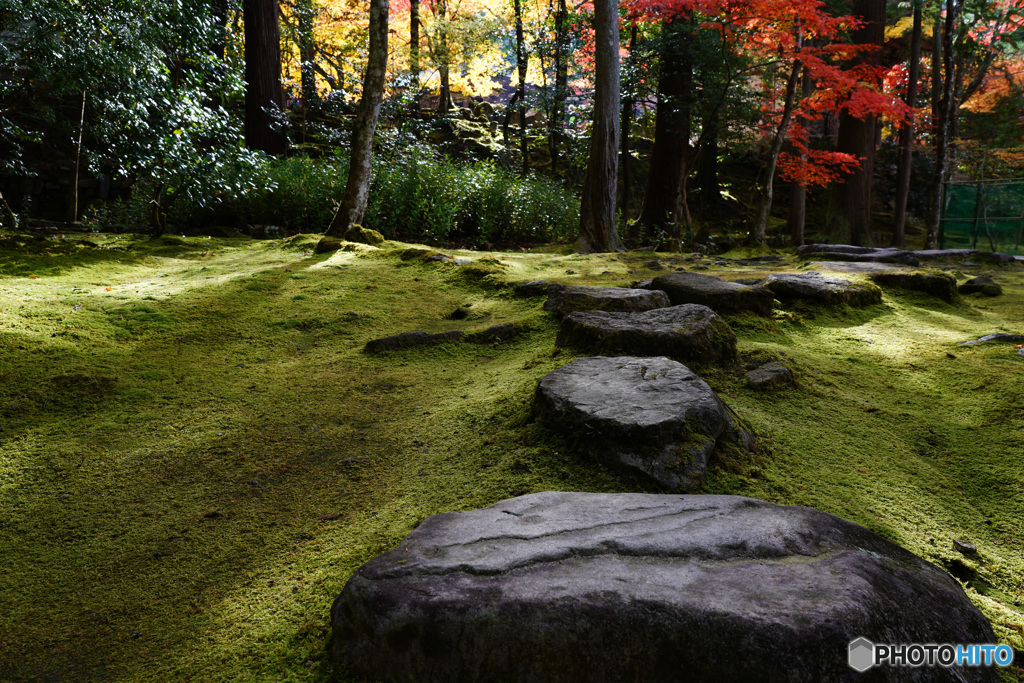 湖東三山 西明寺の苔
