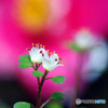 ハナネコノメ　IMGP1543