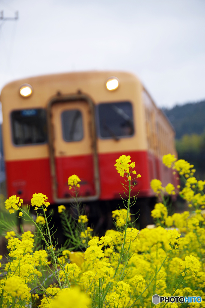 小湊鉄道　IMGP3882