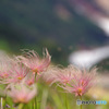 針ノ木岳　IMGP4424