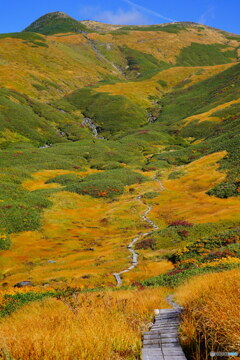 鳥海山 千畳ヶ原の黄金紅葉